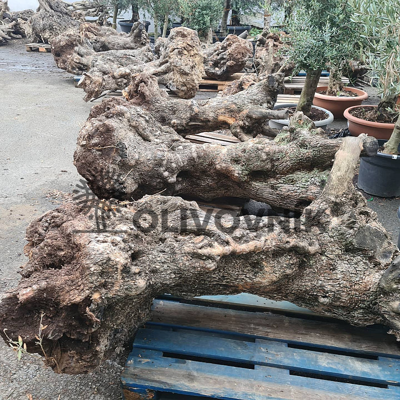 Olivové dřevo - kmeny - různé velikosti