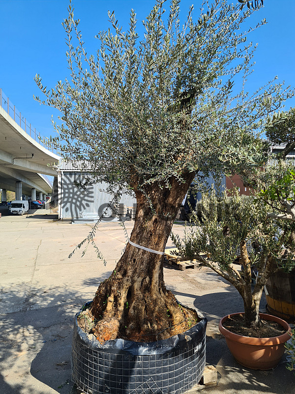 Olivovník Evropský - Bonsai Ejemplar Cesto