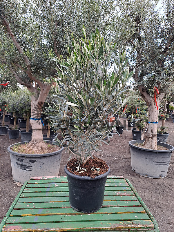 Olivovník - Olea Europaea BUSH 7,5Lt
