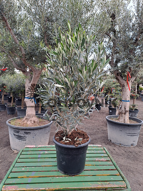 Olivovník - Olea Europaea BUSH 25lt
