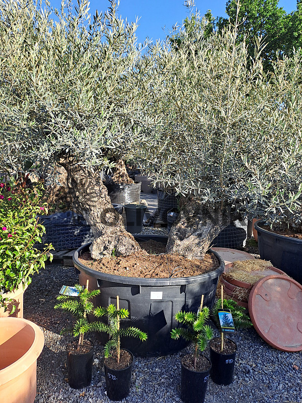 Olivovník Bonsaj - Olea Europaea Bonsai dvojkmen