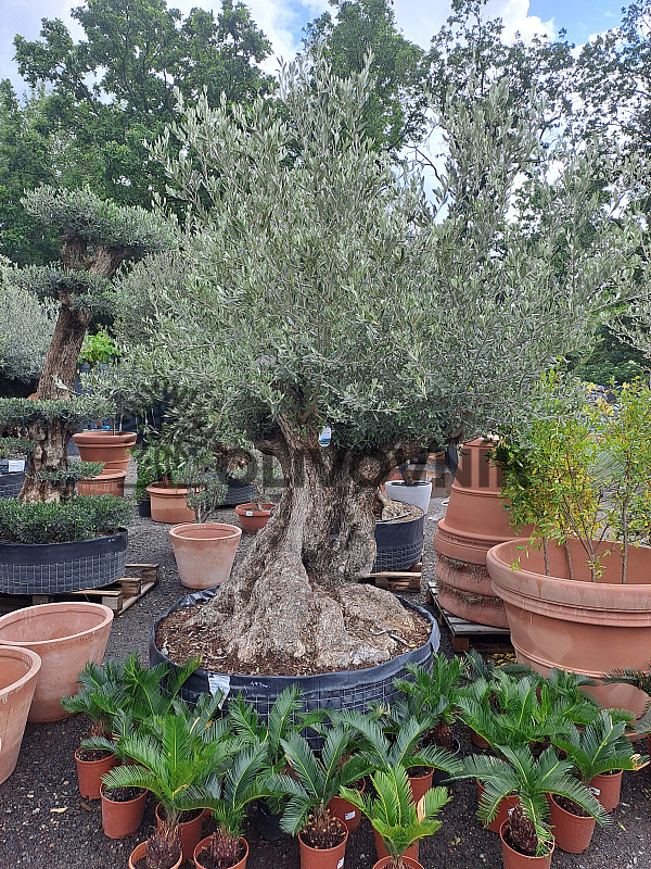 Olivovník Bonsaj - Olea Europaea Bonsai