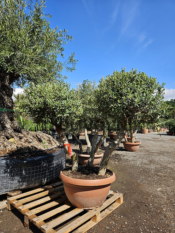 Olea Europaea Bola 3 Olivovníky