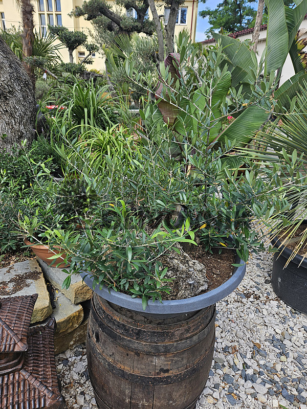 Olivovník - Olea Europaea Bonsai S