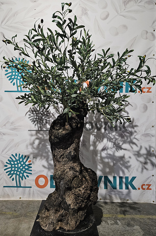 Olivovník Evropský - Bonsai / 160cm / umělá koruna + olivový kmen
