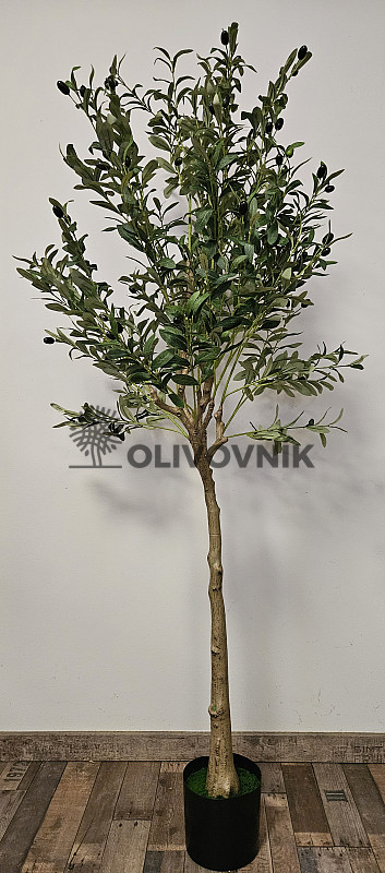 Olivovník Evropský - výška 170cm