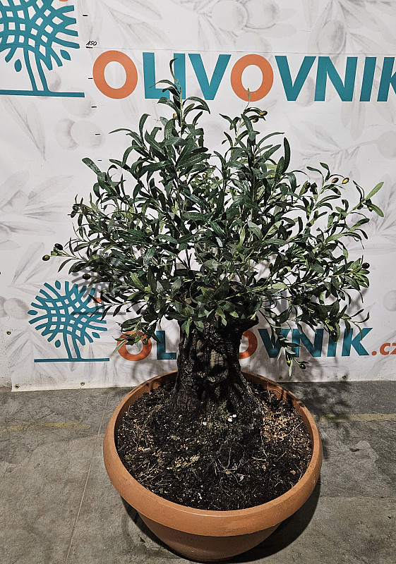 Olivovník Evropský - Bonsai / 140cm / umělá koruna + olivový kmen