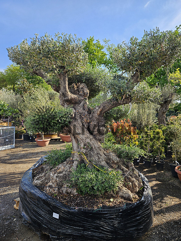Olea Europaea - Olivovník Evropský Grande