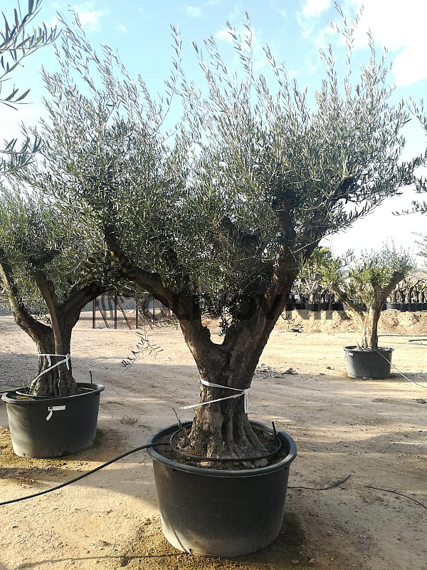 Olea Europaea - Olivovník Evropský 80/90 - velký strom cca 220cm