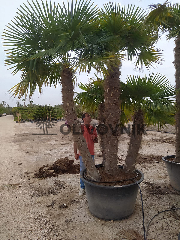 Trachycarpus Fortunei XXL Grupo 4k mrazuvzdorný-17C