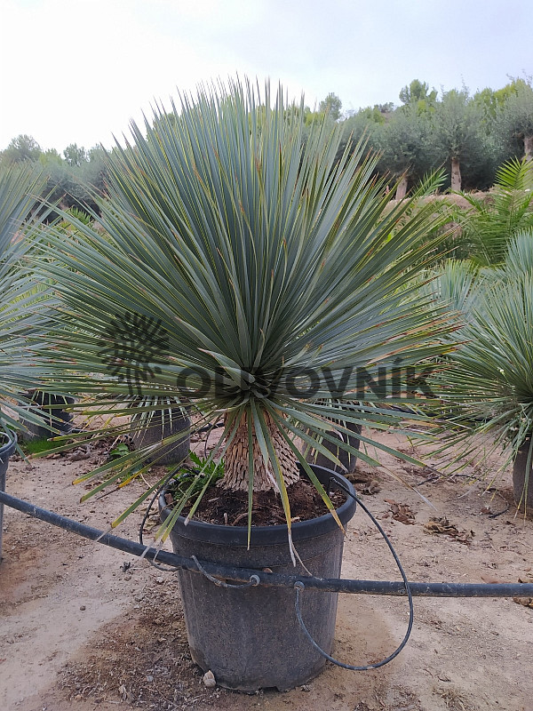 Yucca Rostrata 20 tronco, mrazuvzodrná do -20C