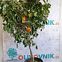 Citrus Reticulata - Mandarinka ( 120 - 140cm) / VYPRODÁNO