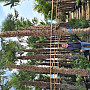 Trachycarpus Fortunei - výška kmene 500cm + koruna, mrazuodolná do -17C