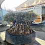 Olivovník Evropský - Bonsai disco 340cm obvod kmene