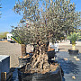 Olivovník Evropský - Bonsai 160/180 - Grande
