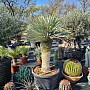 Yucca Rostrata EXTRA - 70cm