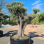 Olivovník - Olea Europaea Bonsai Plato XL Grande