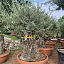 Olivovník - Olea Europaea Bonsai Q75/Q90