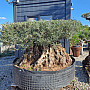 Olivovník Evropský - Bonsai disco 340cm obvod kmene