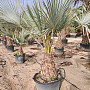 BRAHEA ARMATA - Mexická modrá palma