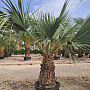 BRAHEA ARMATA EXTRA - Mexická modrá palma