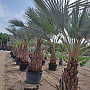 BRAHEA ARMATA EXTRA - Mexická modrá palma