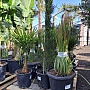 Trachycarpus Fortunei 10Lt - výška 60-80cm