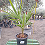 Trachycarpus Fortunei 10Lt - výška 60-80cm