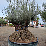 Olivovník Evropský - Bonsai Lechin Grande