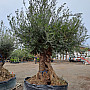 Olivovník Evropský - Bonsai Lechin Grande