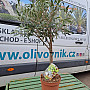 Olivovník - Olea Europaea Mini Copa 3Lt