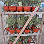 Olivovník - Olea Europaea Bowl 6lt