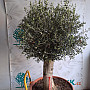 Olea Europaea Bonsai Joven T90 - 180/210cm