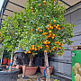 Citrus Limequat 15Lt / (140/160cm)