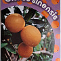 Citrus Sinensis - Pomerančovník čínský 15Lt( 140/160CM)
