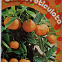 Citrus Reticulata - Mandarinka 15Lt / (140/160cm)