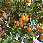Citrus Limequat 15Lt / (140/160cm)