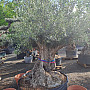 Olivovník Bonsaj - Olea Europaea Bonsai