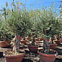 Olivovník - Olea Europaea Bonsai Q75/Q90
