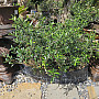 Olivovník - Olea Europaea Bonsai S