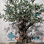 Olivovník Evropský - Bonsai / 180cm / umělá koruna + olivový kmen
