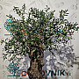Olivovník Evropský - Bonsai / 180cm / umělá koruna + olivový kmen