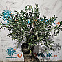 Olivovník Evropský - Bonsai / 160cm / umělá koruna + olivový kmen