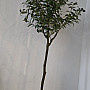 Olivovník Evropský - výška 150cm