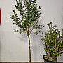 Olivovník Evropský - výška 170cm