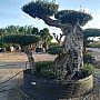 Olivovník - Olea Europaea - Bonsai Grande 250cm +