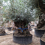 Olivovník Evropský - Bonsai 160/180cm