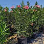 Oleander Nerium C25- keříkový Bílý/Růžový/Červený