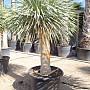 Yucca Rostrata EXTRA DOUBLE - 130cm kmen Y