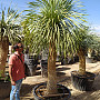 Yucca Rostrata EXTRA - 100cm extra